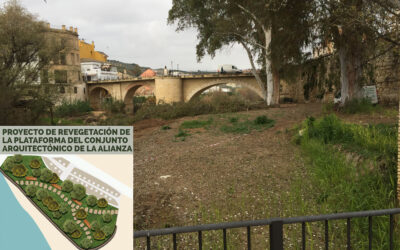 Medio centenar de álamos y sauces sustituirán a los eucaliptos de Plaza Nacional
