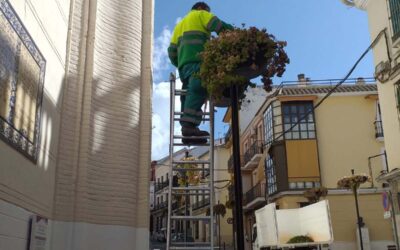 Replantación de las jardineras de calles Aguilar y Madre de Dios