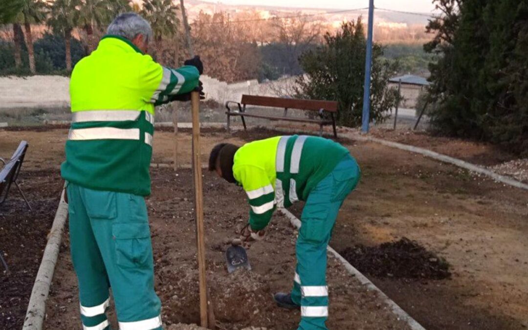 El Ayuntamiento procederá a la plantación de especies vegetales en distintas zonas verdes de Puente Genil 1