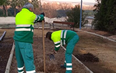 El Ayuntamiento procederá a la plantación de especies vegetales en distintas zonas verdes de Puente Genil